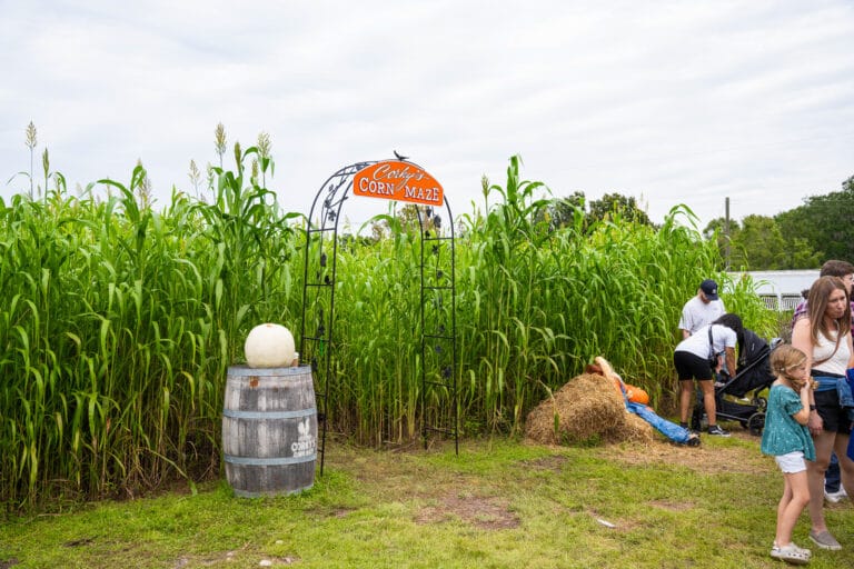 Keel Farms Corky's Corn Maze in Tampa Bay
