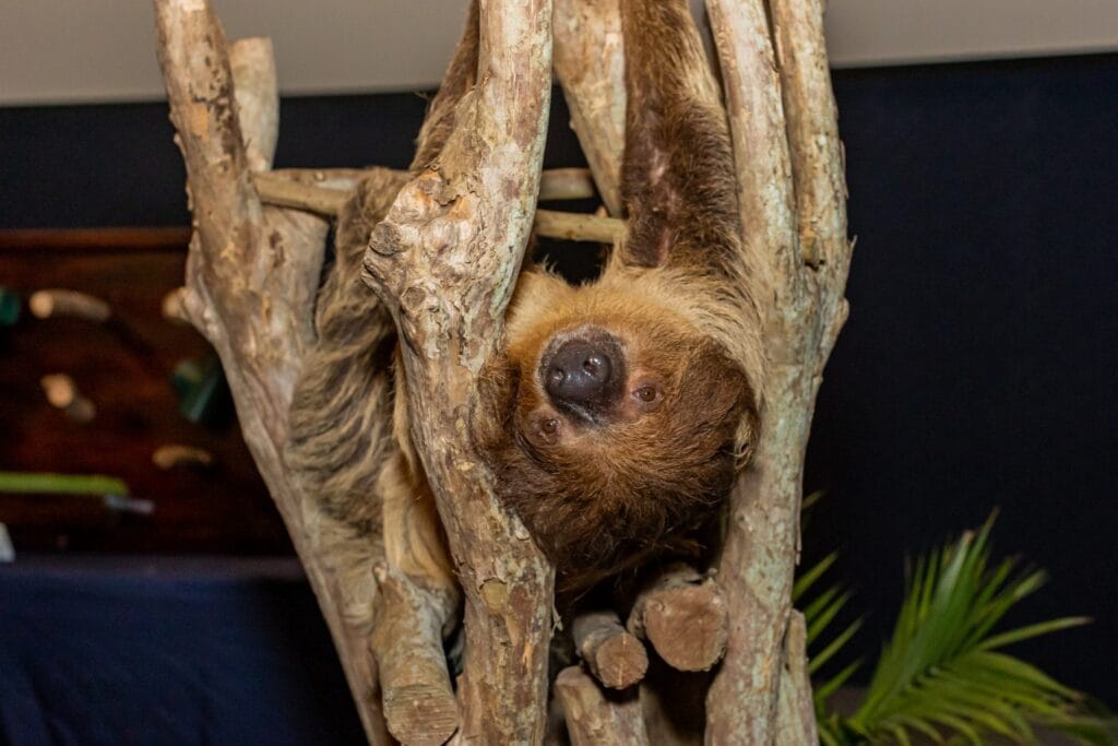 Sloth Encounter at Clearwater Marine Aquarium. Fun things to do in Tampa Bay this weekend