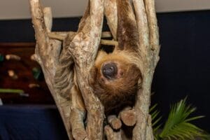 Sloth Encounter at Clearwater Marine Aquarium. Fun things to do in Tampa Bay this weekend