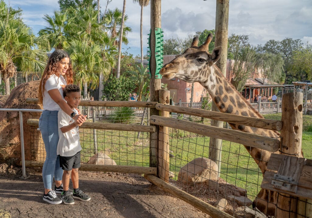 ZooTampa Creatures of the Night giraffe feeding with mom and child