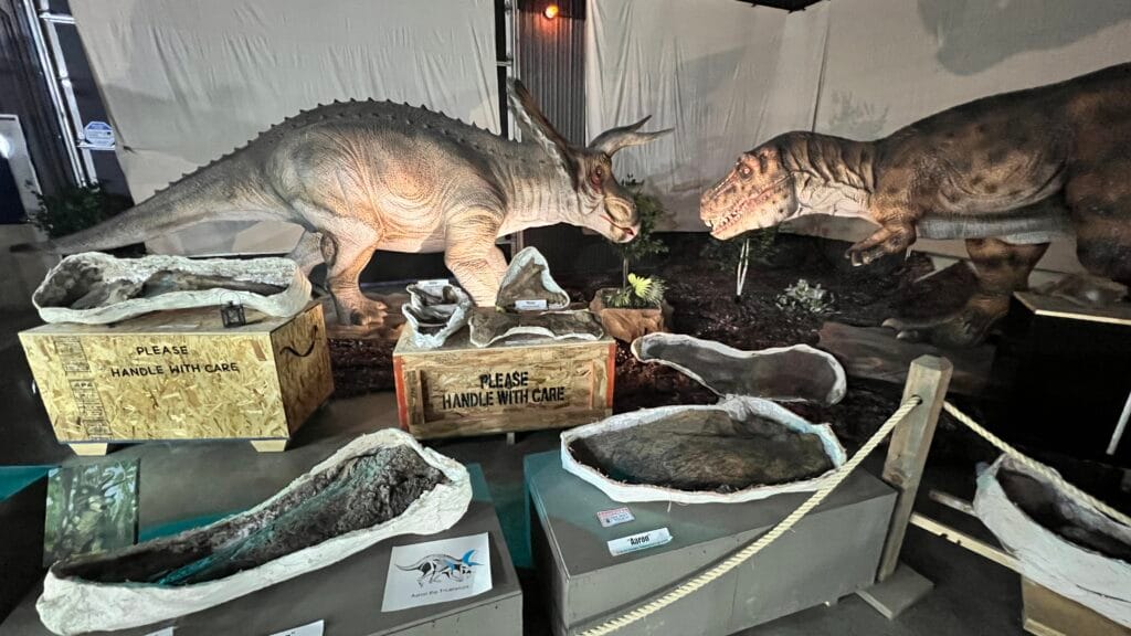 Walter Stein's triceratops and TRex fossils almost ready for auction.