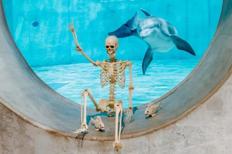 Halloween at Clearwater Marine Aquarium dolphin