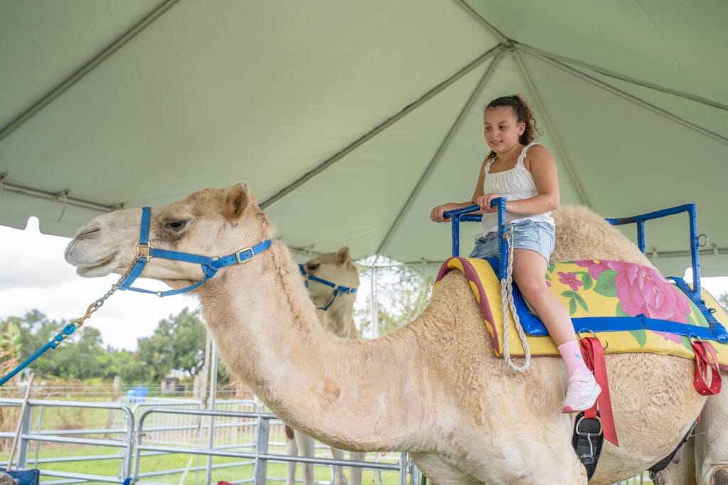 Keel Farms Harvest Days camel ride