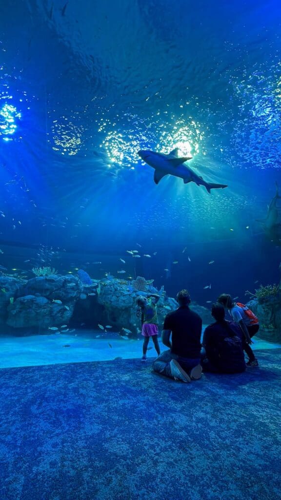 Mote SEA first floor large tank viewing spot with shark