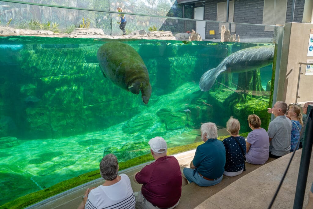 Mote SEA manatees