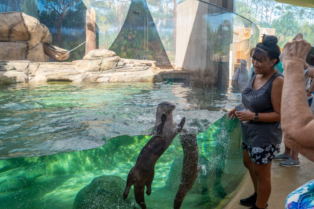 River otters at Mote SEA in Sarasota.