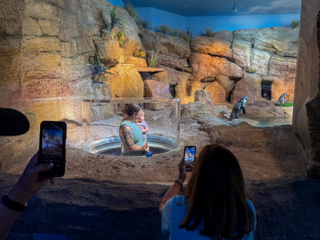 Mote SEA penguins observation window
