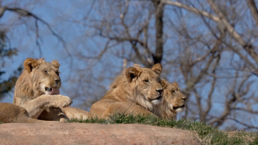 Busch Gardens Lion and Hyena Ridge Lions