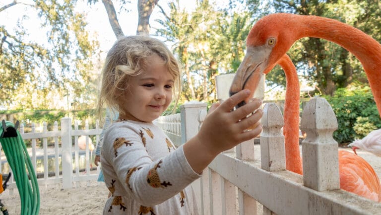 Gift of Experience Ideas in Tampa Bay, Busch Gardens Animal Ambassador Tour. Girl feeding flamingo