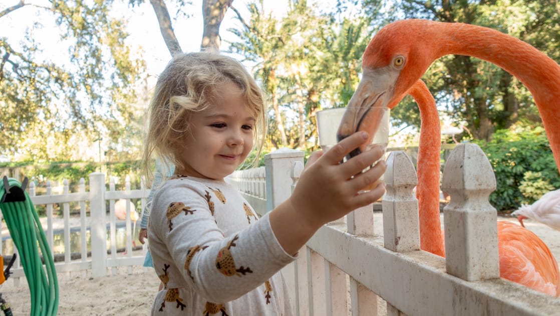 Gift of Experience Ideas in Tampa Bay, Busch Gardens Animal Ambassador Tour. Girl feeding flamingo