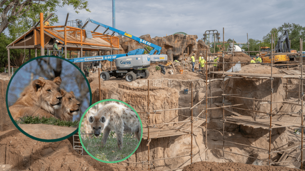 A view of the construction of Lion and Hyena Ridge at Busch Gardens Tampa Bay.