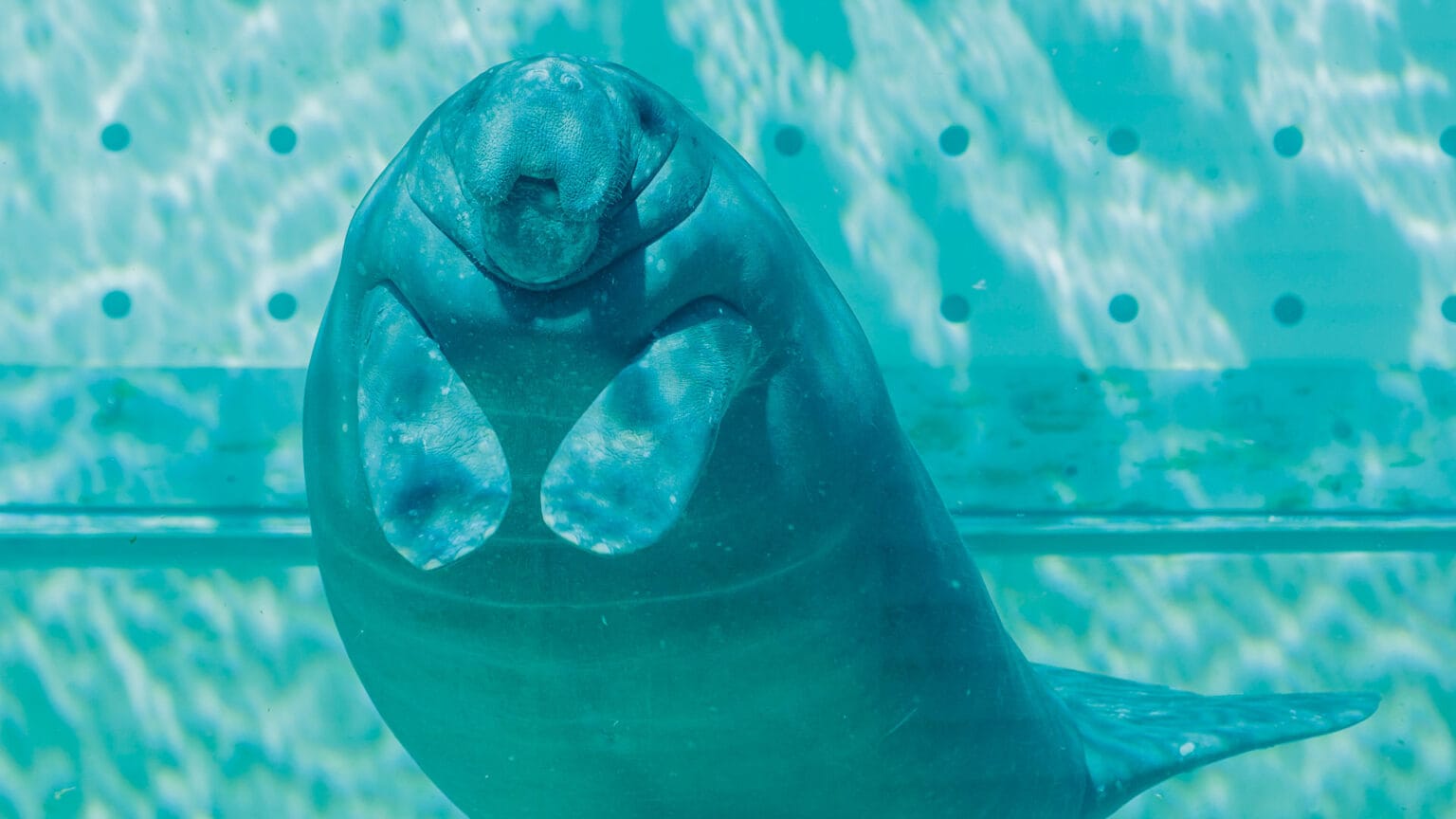 Clearwater Marine Aquarium Reopens Manatee Rehabilitation Center
