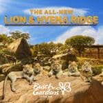 Lion and Hyena Ridge at Busch Gardens Tampa Bay
