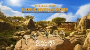 Lion and Hyena Ridge at Busch Gardens Tampa Bay