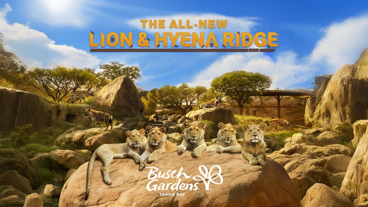 Lion and Hyena Ridge at Busch Gardens Tampa Bay