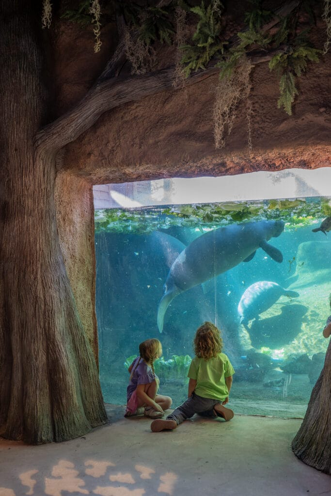 Watching manatees eat in Florida Waters at ZooTampa
