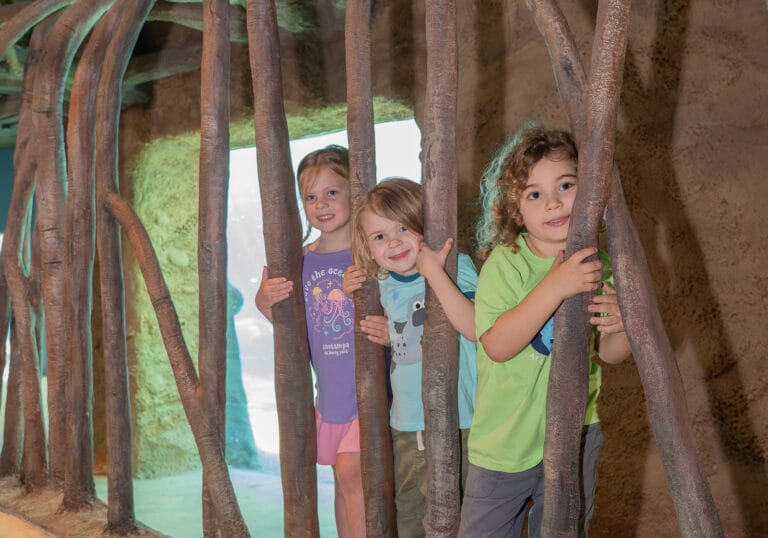 mangroves in Straz Family Manatee Rescue at Florida Waters at ZooTampa