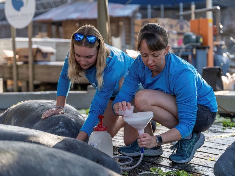 Molly Lippincott cares for manatees at ZooTampa