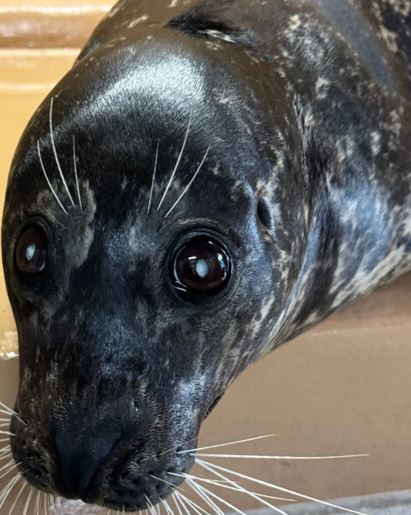 Scallop the harbor seal at Clearwater Marine Aquarium. Photo provided by CMA.