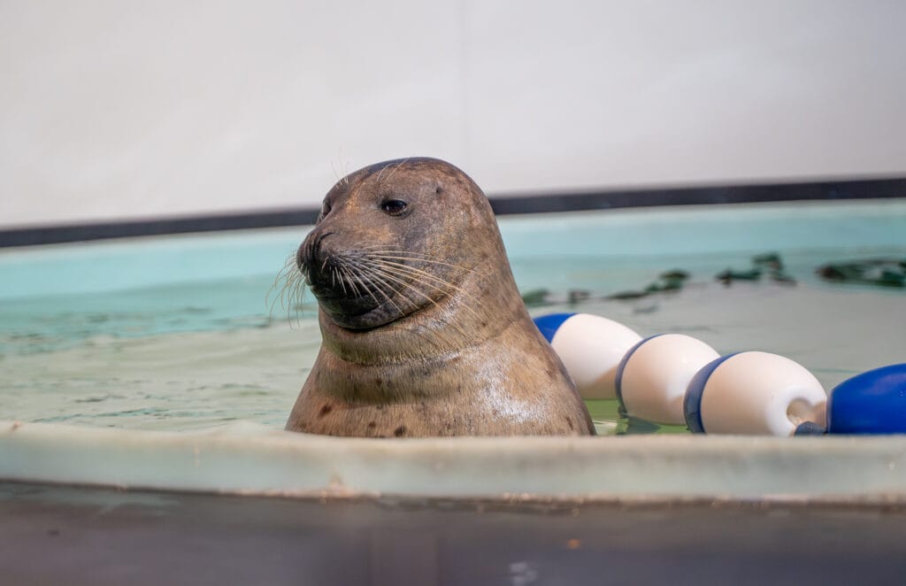 CMA harbor seals in pool.