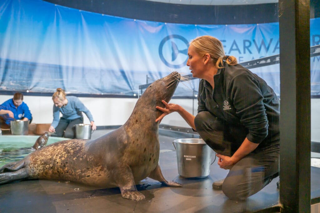 Clearwater Marine Aquarium harbor seals Cammie with Ocean