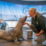 Clearwater Marine Aquarium harbor seals Cammie with Ocean