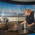 Clearwater Marine Aquarium's new harbor seal exhibit.
