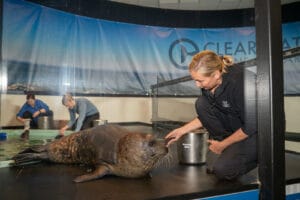 Clearwater Marine Aquarium's new harbor seal exhibit.