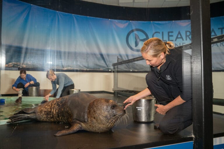 Clearwater Marine Aquarium's new harbor seal exhibit.