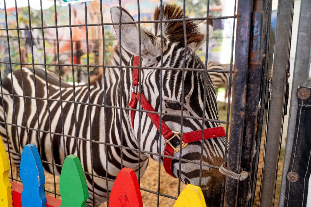 Feed a zebra at the Florida State Fair.