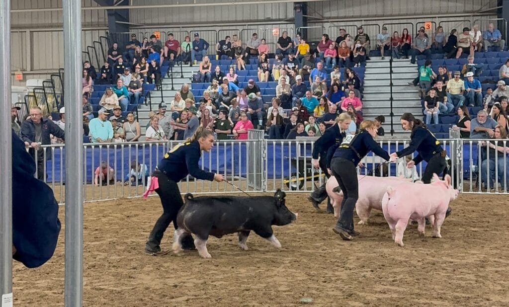 Shelby Langford during ag competition at Florida State Fair