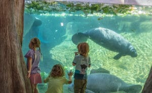 Florida Waters Manatees weekend top picks