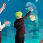 Spring break at Clearwater Marine Aquarium Kids with dolphins