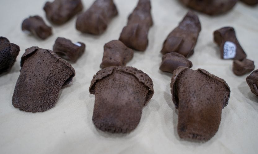 Pieces of the shell from the Armadillo fossil Dr. Bob Sinibaldi discovered
