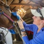 A picture of a woman brushing a horse at West Coast Morgans