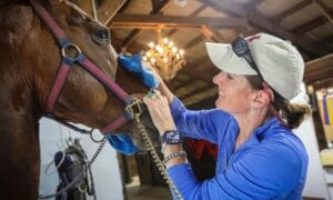 A picture of a woman brushing a horse at West Coast Morgans