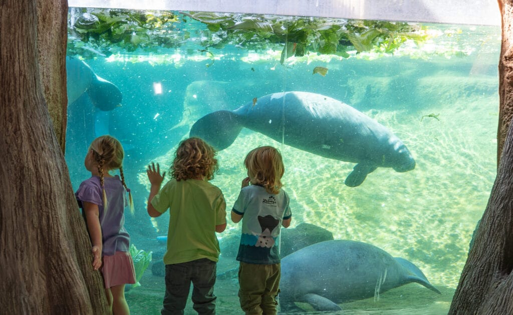 ZooTampa Manatee Conservation Celebration Florida Waters manatees