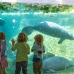 ZooTampa Manatee Conservation Celebration Florida Waters manatees