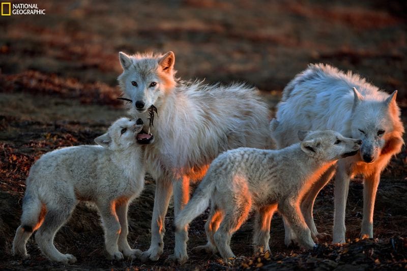 Wild about Wolves at the James Museum in St. Pete for something fun to do in Tampa Bay
