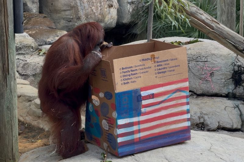 One of ZooTampa's orangutans with his enrichment celebrating 4th of July and America 250 for Red, White, and Zoo