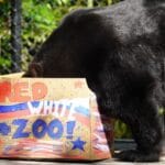 ZooTampa's Red, White and Zoo animal enrichment for 4th of July and America250