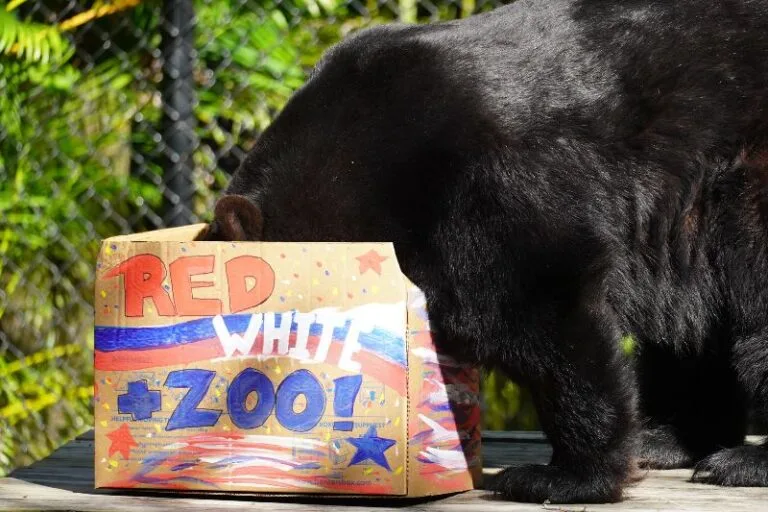 ZooTampa's Red, White and Zoo animal enrichment for 4th of July and America250