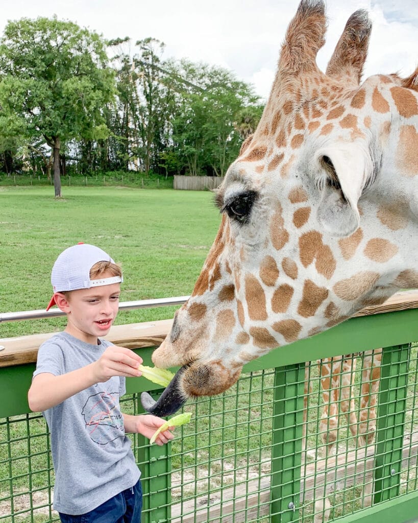 Our Favorite Things to Do at Busch Gardens Tampa Bay for All Ages and Stages