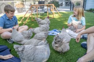 The Hartney's Orpington Chickens