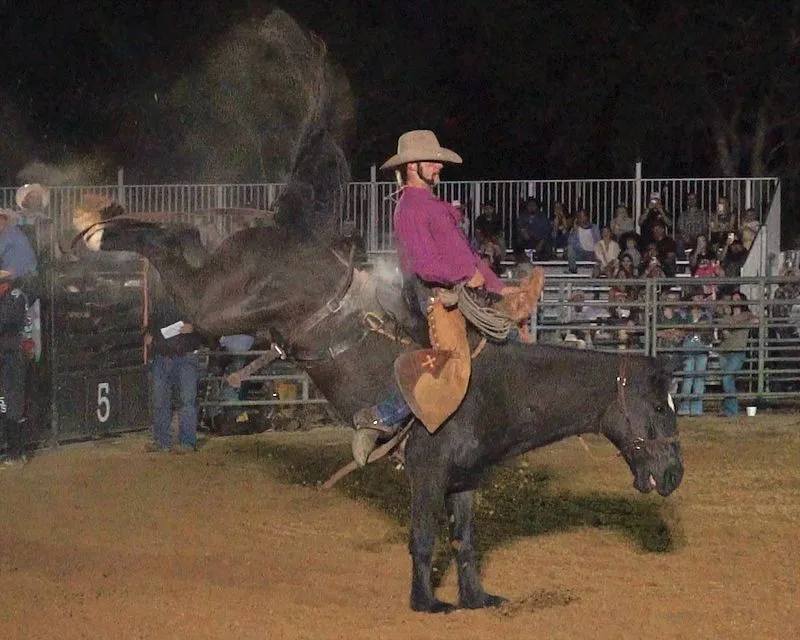 Tampa Bay Rodeo. Cowboy riding a bronco