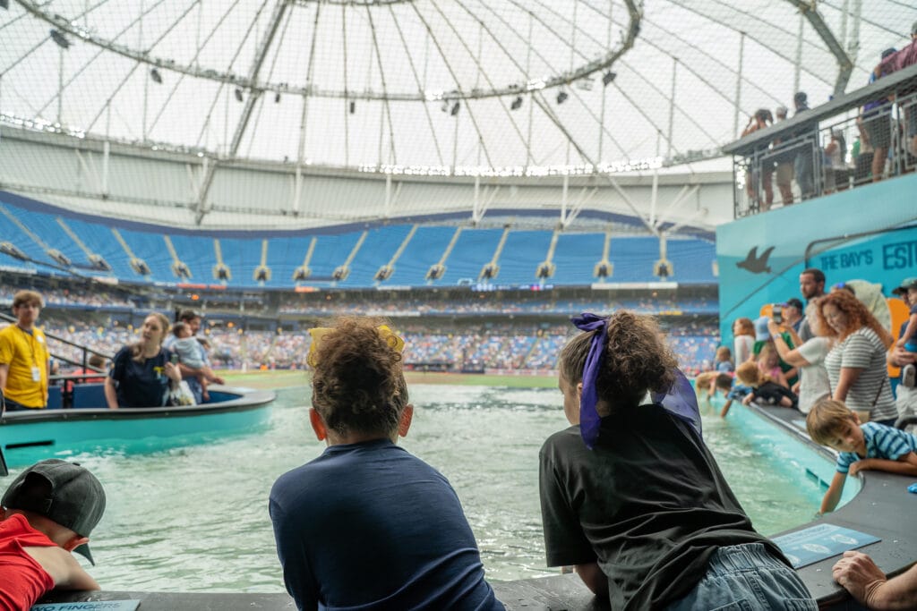 Cownose Clubhouse stingrays at Tropicana Field.