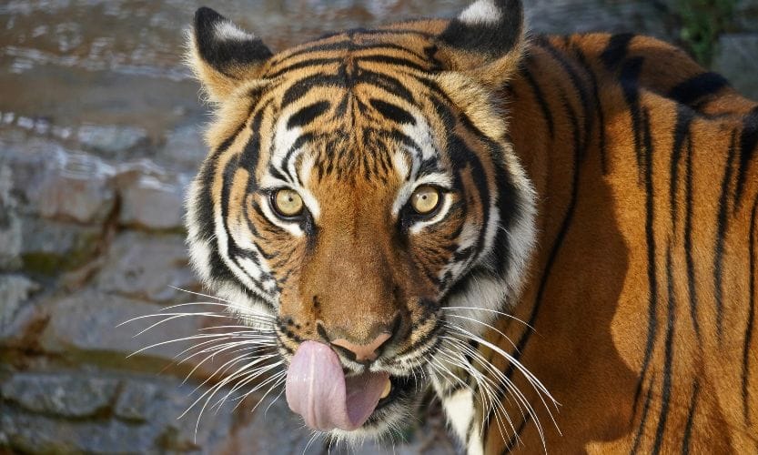 ZooTampa's Malayan Tiger, Kayu