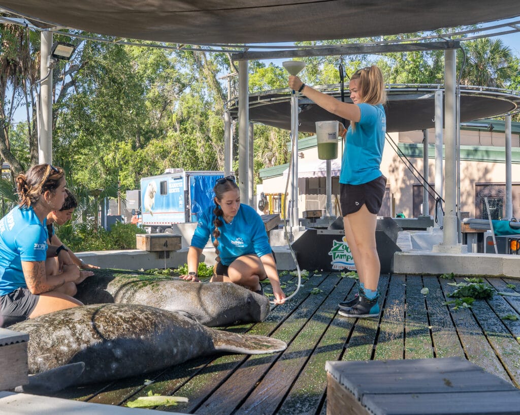 ZooTampa Behind the Scenes Vet Tour feeding manatee