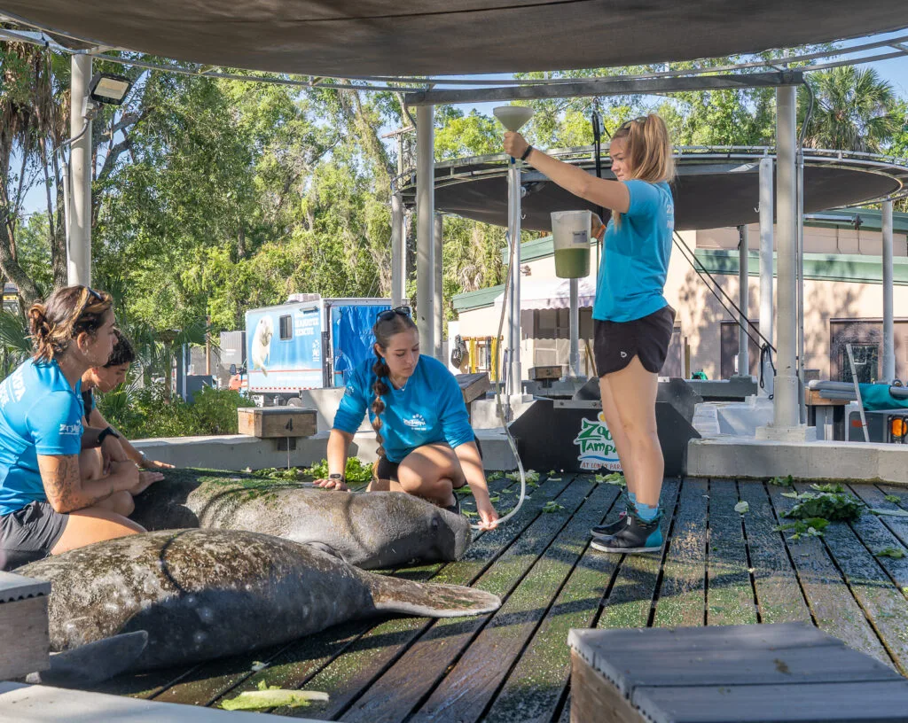 ZooTampa Behind the Scenes Vet Tour feeding manatee
