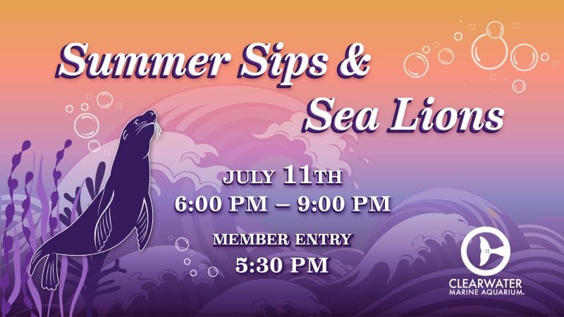 Summer Sips and Sea Lions at Clearwater Marine Aquarium on July 11